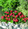 Begonia semp. Sprint Scarlet F1 1000 pellets - 3/3