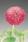 Bellis perennis Roggli Pink 500 seeds - 3/3