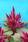 Celosia spicata Kosmo Purple Red 100s - 3/6