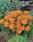 Cosmos sulphureus Cosmic Orange 100 seeds - 3/5