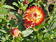 Helichrysum bracteatum Orange  2g - 3/3