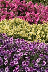 Petunia h. Mix of small flowered var.  F1 1/16g - 3