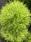 Kochia scoparia trichophylla Green 2 g - 3/3