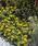 Melampodium paludosum Golden Globe 250 semen - 3/5