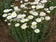 Helipterum roseum bílé 1g - 3/3