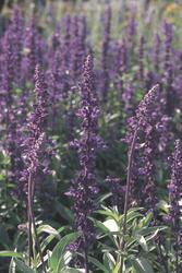 Salvia farinacea Evolution® Violet 1000 seeds - 3
