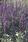 Salvia farinacea Evolution® Violet 1000 seeds - 3/3