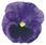 Viola x w. Inspire® modrá s okem F1 500 semen - 3/3