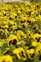Viola x w. Inspire® Yellow with Eye F1 500 seeds - 3