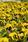 Viola x w. Inspire® Yellow with Eye F1 500 seeds - 3/4