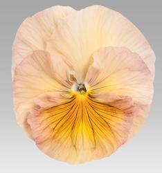 Viola x w.Inspire® Peach Shades  F1 500 seeds - 3
