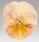 Viola x w.Inspire® Peach Shades  F1 500 seeds - 3/3