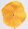 Viola x w. Inspire® Golden Yellow 500 seeds - 3/3