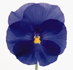 Viola x w. Inspire® True Blue F1 500 seeds - 3