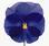 Viola x w. Inspire® True Blue F1 500 seeds - 3/3