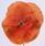 Viola x w. Inspire® tmavě oranžová  F1 500 semen - 3/3