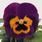 Viola x w.Inspire® Purple-Orange F1 500 seeds - 3/3