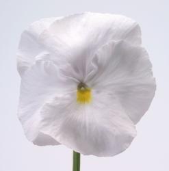 Viola x w. Inspire® White F1 500 seeds - 3