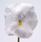 Viola x w. Inspire® White F1 500 seeds - 3/3