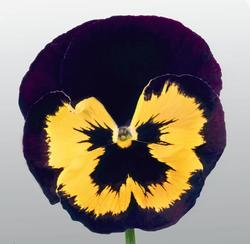 Viola x w. Inspire® Violet-Yellow F1 500 seeds - 3