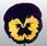 Viola x w. Inspire® Violet-Yellow F1 500 seeds - 3/3