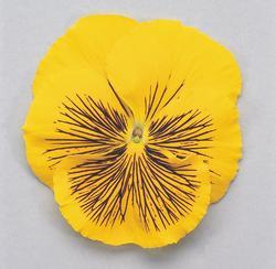 Viola x w. Cats® žlutá F1 500 semen - 3