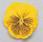 Viola x w. Cats® žlutá F1 500 semen - 3/3