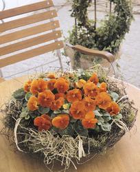 Viola x w.Cats® Orange F1 500 seeds - 3