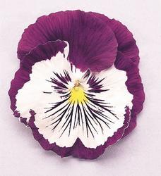 Viola x w.Cats® Purple & White F1 500 seeds - 3
