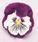 Viola x w.Cats® Purple & White F1 500 seeds - 3/3