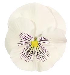 Viola x w.Cats® White  F1 500 seeds - 3