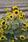 Helianthus a. Dancing Sun F1 200 seeds - 4/4