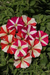 Petunia h. Mix of small flowered F1 0,25g - 4