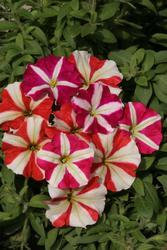 Petunia h. Mix of small flowered var.  F1 1/16g - 4