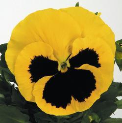 Viola x w. Inspire® žlutá s okem  F1 500 semen - 4
