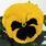Viola x w. Inspire® Yellow with Eye F1 500 seeds - 4/4