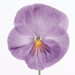Viola x w. Inspire® levandulová F1 500 semen - 4