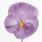 Viola x w. Inspire® levandulová F1 500 semen - 4/4