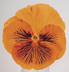 Viola x w.Cats® Orange F1 500 seeds - 4