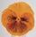 Viola x w.Cats® Orange F1 500 seeds - 4/4