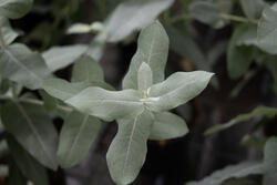 Eucalyptus globulus StyX 150 semen - 5