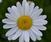 Leucanthemum graminifolium 0,5g