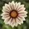 Gazania Kiss White Flame F1 200 semen