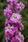 Matthiola i. Column Stock Rose Pink 250 seeds