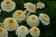 Zinnia Zinderella White 100 seeds