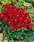Dahlia variabilis Figaro™ Red Shades 100 semen