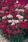 Dianthus barbatus Směs nových barev 2g