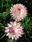 Helichrysum bract.Monstrosum Silver Pink 2g