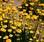 Helichrysum subulifolium Valentin 1g
