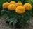 Tagetes erecta Antiqua Orange F1 20 seeds
